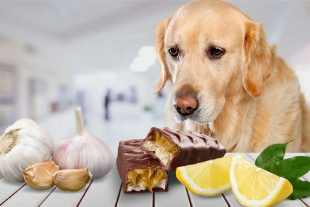 Sugary Secret of Pet Treats